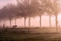 Horse in the fog