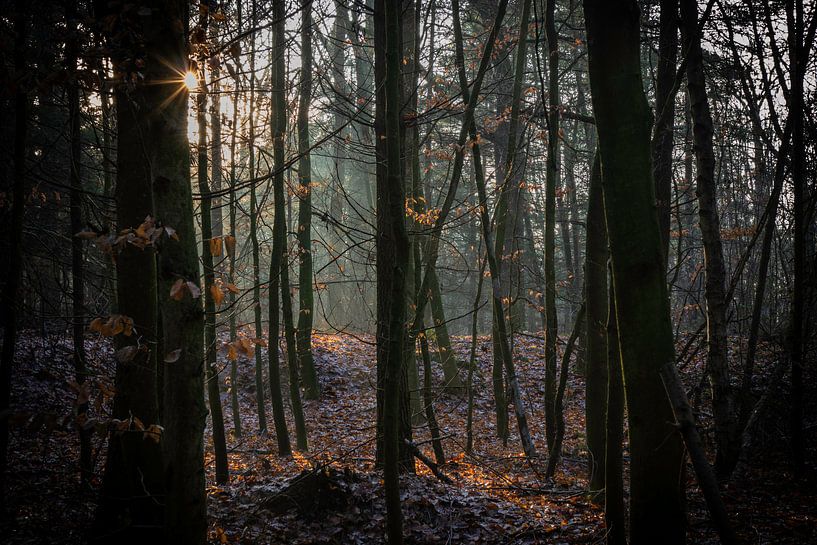 Le projecteur par Johan Mooibroek