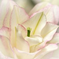 Mit Blumen den Frühling entdecken