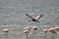 Grey crowned crane flies over flamingos in Ngorongoro crater.