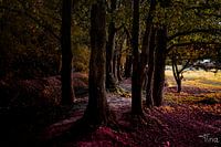 De dansende bomen op de kleurende bladeren