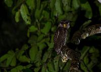 Barred Eagle Owl on the hunt