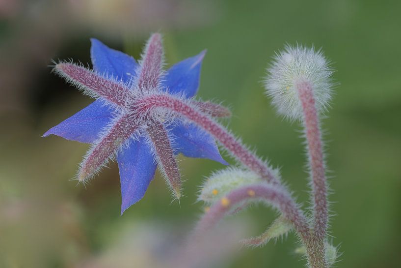 fleur sauvage par Moetwil en van Dijk - Fotografie
