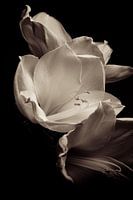 Blume, Amaryllis (ohne Titel)