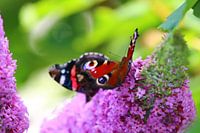 Vlinders Dagpauwoog & Atalanta.