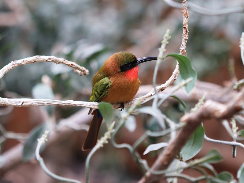 Groenpootmunt van Matthias Brix