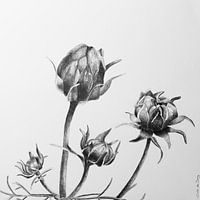 Cosmea almost out of bud