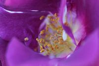 Macro recording rose