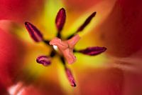 Nahaufnahme einer rot-gelben Tulpe mit Stempel und Staubgefäßen