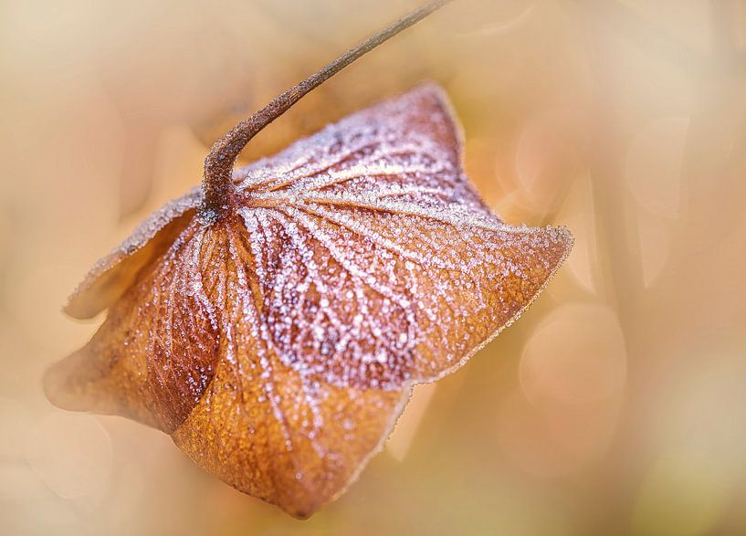 Eiskristalle auf der Hortensia von Rietje Bulthuis