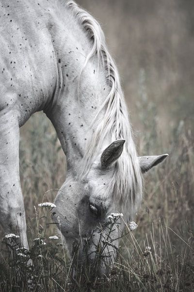 White horse by Leny Silina Helmig