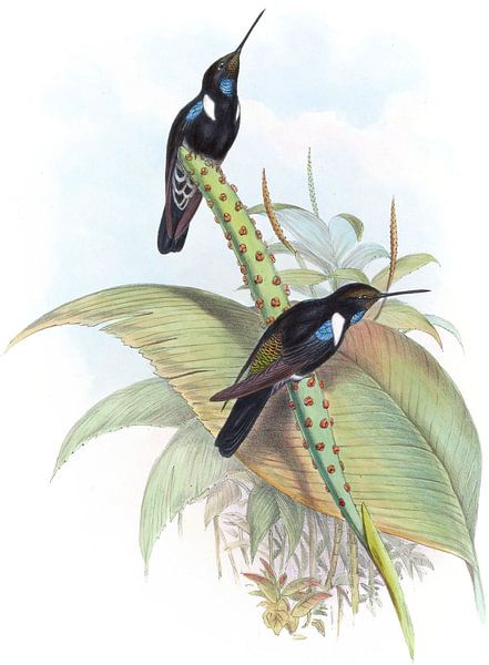 Prunelles Cœ -Ligene, John Gould von Hummingbirds