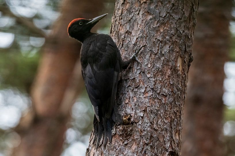 Black woodpecker by Merijn Loch
