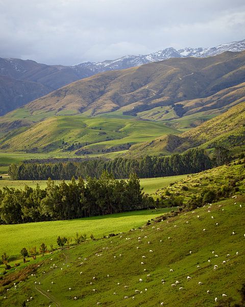 Schafe am Hang von Keith Wilson Photography