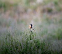 Schwarzkehlchen in der Heidelandschaft.