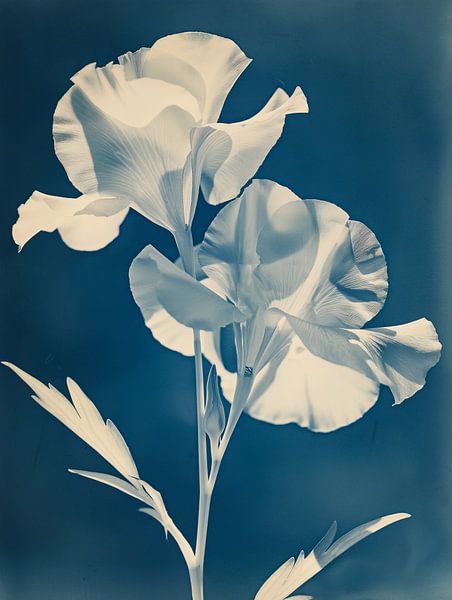 Fleur blanche vintage sur fond bleu-noir - Une ode artistique à la photographie américaine par Roger VDB