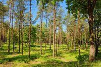 Forêt ensoleillée au printemps