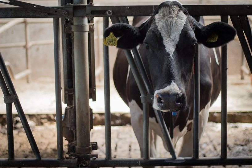 vache par Marloes Hoekema