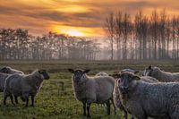 Sheep with setting sun