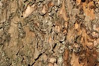 Boomschors houtdecor