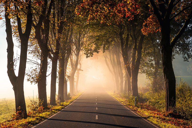 Allée d'automne par Catrin Grabowski