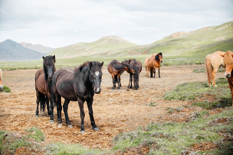 Isländer in Island von Marit Hilarius