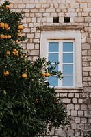 Oranges in Dubrovnik