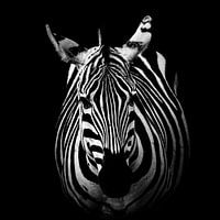 Zebra: Black and White Portrait