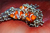 Amphiprion ocellaris called Nemo