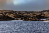 Les Highlanders écossais dans les dunes de Texel