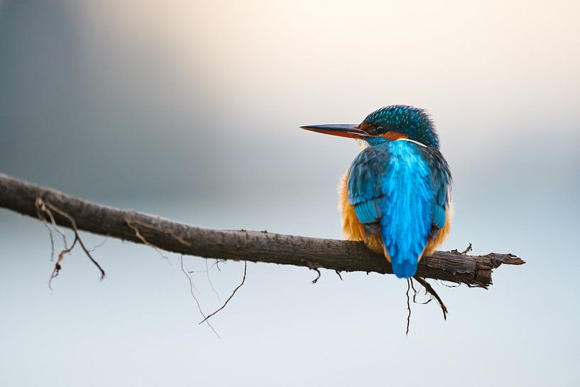 Eisvogel von Eisvogel.land - Corné van Oosterhout