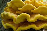 Sulphur mushroom or "Chicken in the wood" mushroom