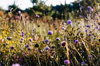 Lila Blumenfeld in der Sonne