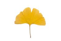 Ginkgo-Blatt