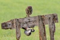 La petite chouette et le pic