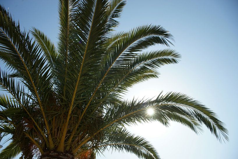 Sunny par Ton van Buuren