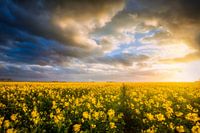 Groninger Raps bei Midwolda