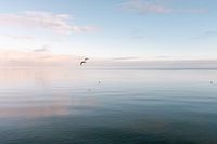 Calme sur une mer aux couleurs pastel avec mouette en vol