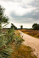 Heather in Epe Niederlande Mutter Natur