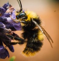 Bourdon sur lavande