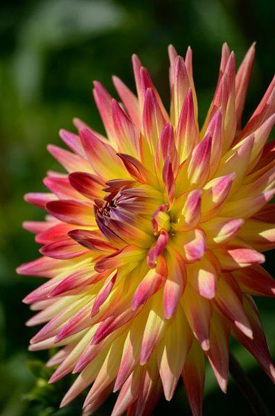 Dahlia  by Yvonne van der Meij