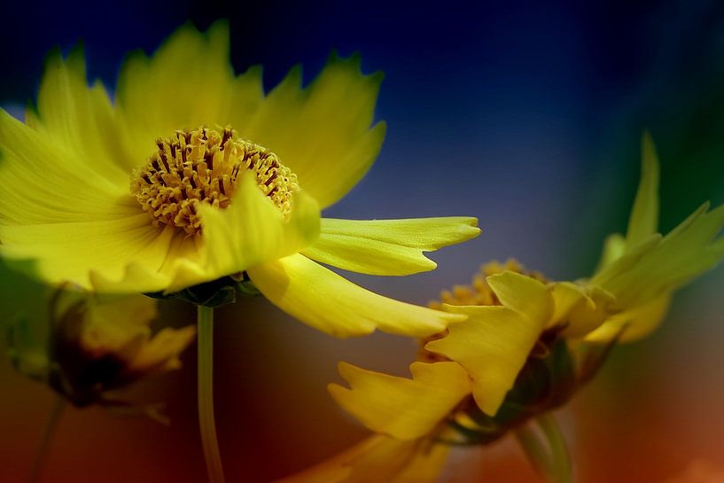 Sonnenkind par Marlies Prieckaerts