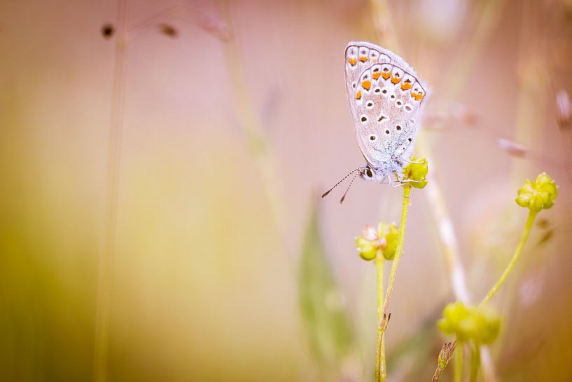 Beste Icarusblauwtje vlinder op bloem van Mark Scheper op canvas, behang GO-73