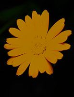 Orange on the new black