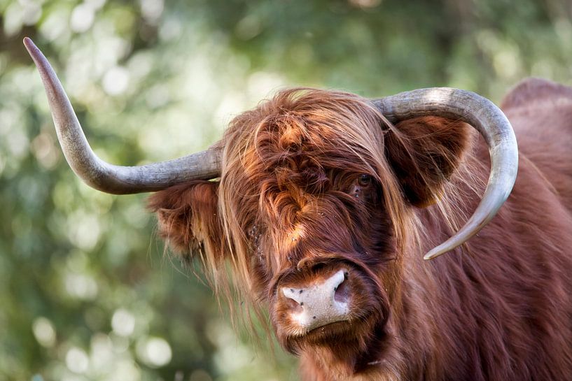 Schottischer Highlander mit seltsamen Hörnern von Peter de Kievith Fotografie