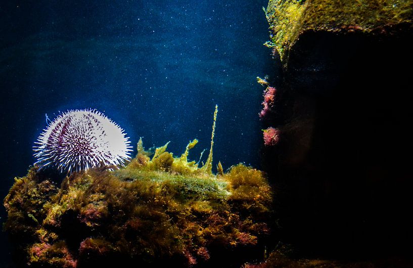 Onderwater wereld / underwater world par melissa demeunier