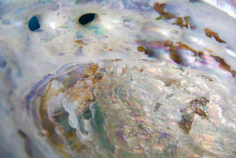 Abalone schelp van Lotte Veldt