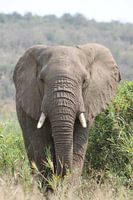 elephant in africa