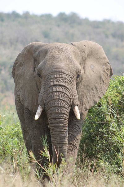 éléphant en afrique par Christiaan Van Den Berg