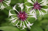 Lila und weiße Blume